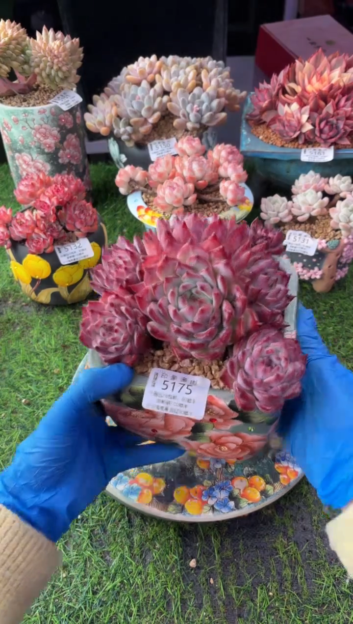 昆明印象多肉5175