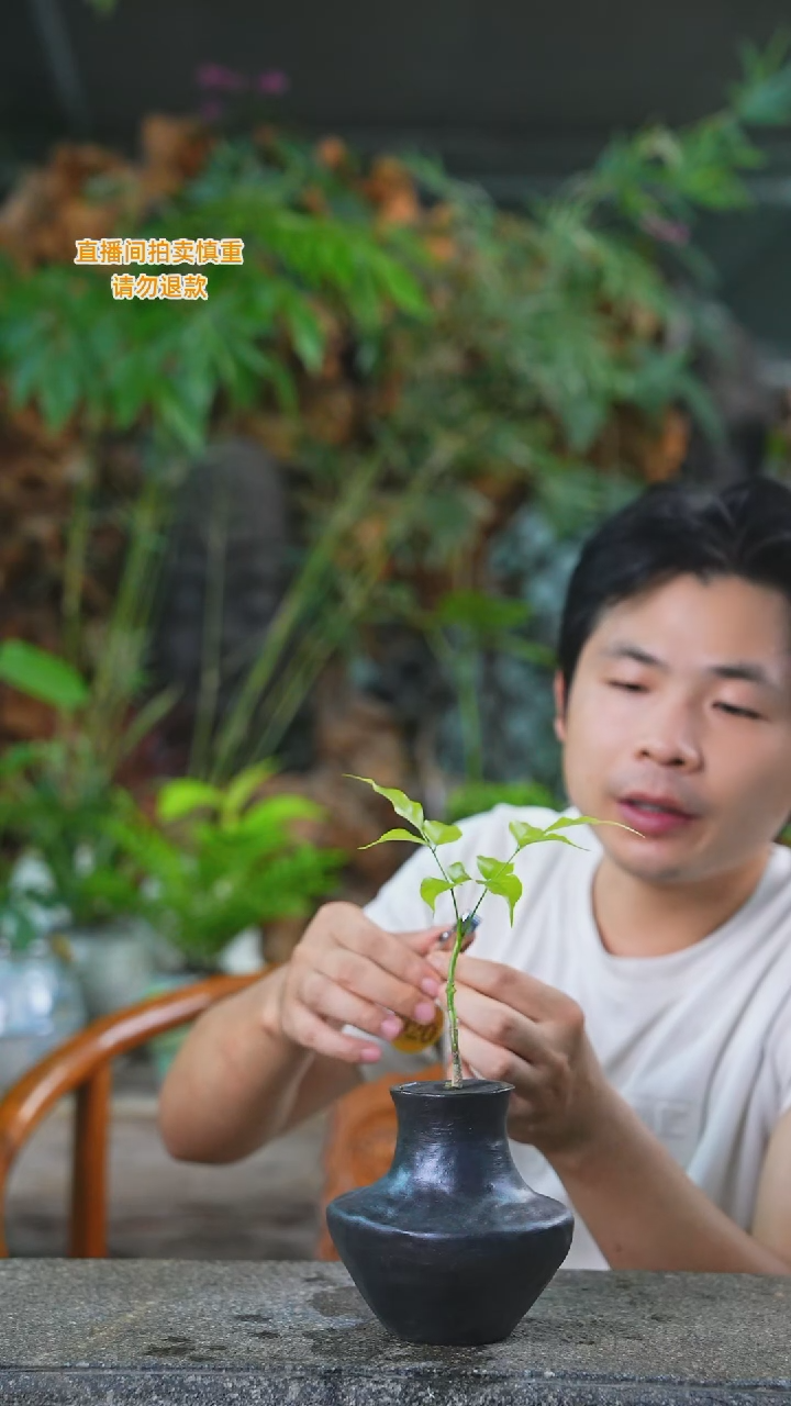 当前无花栽培后可以开花幸福树020+