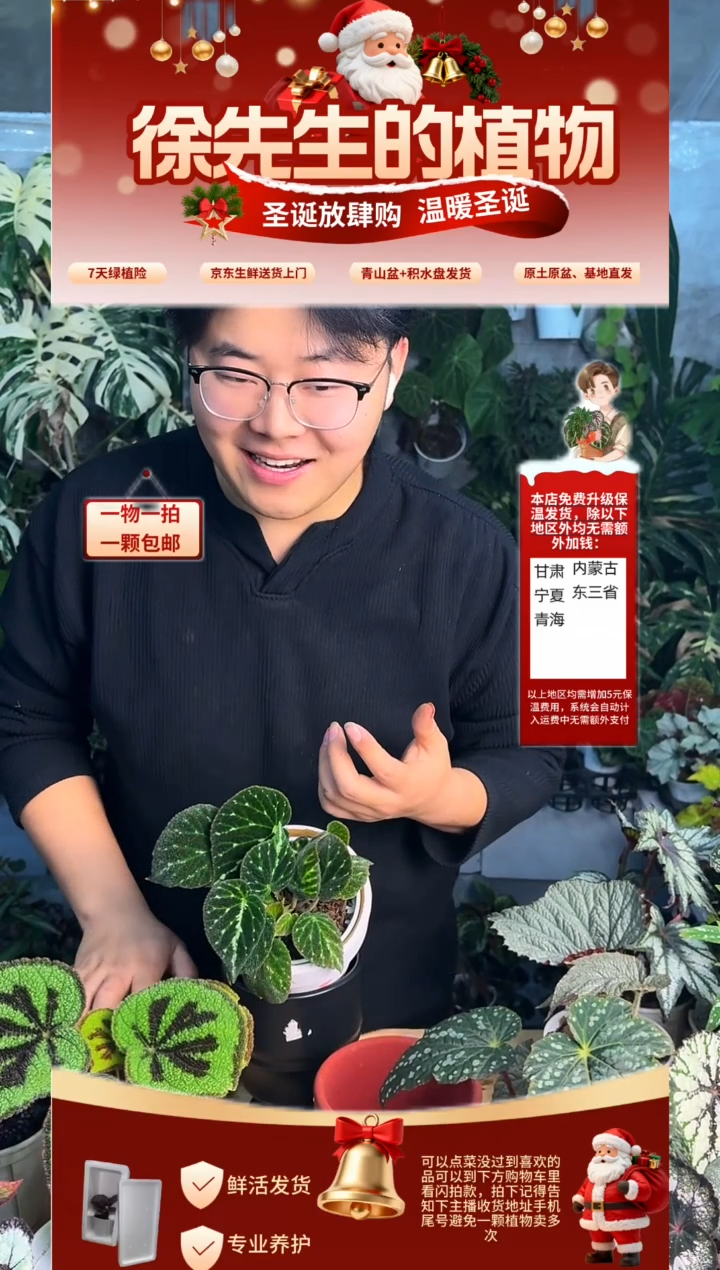 完全开放绿绒秋海棠