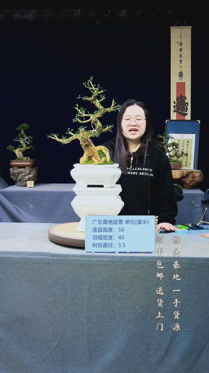 【闪购商品】雀舌黄杨盆景雀舌黄杨盆景