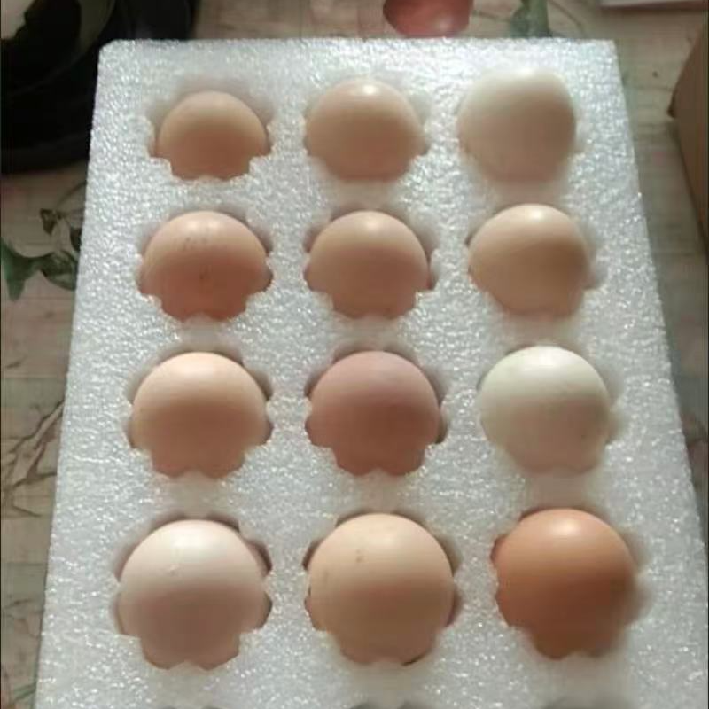 散养婆罗门鸡蛋、鲜蛋发货