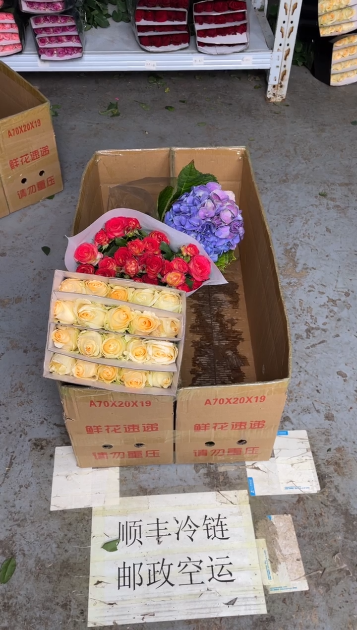 香槟20枝+单头爱丽丝20枝1扎+绣球1枝（任意色）