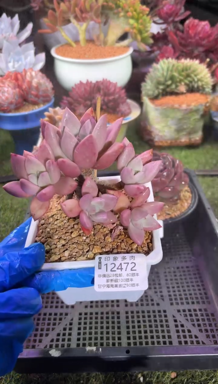 【闪购商品】12472