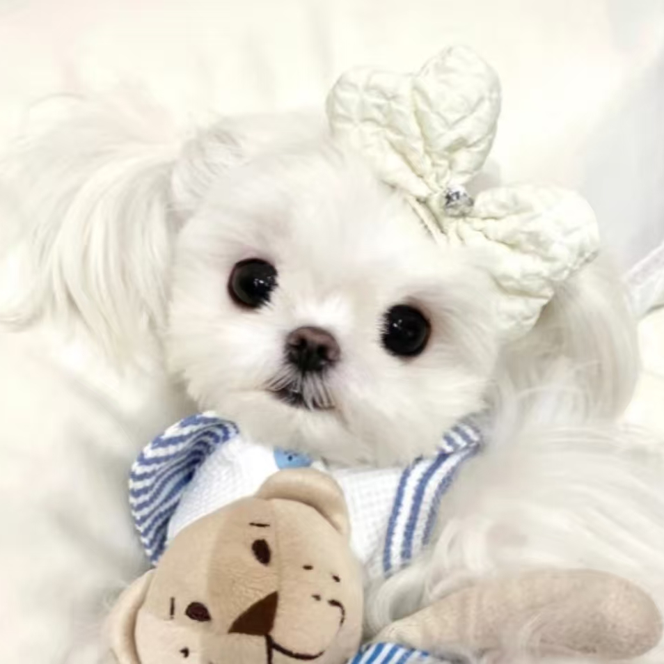 主播教你如何挑选狗狗（非宠物活体 勿拍！！）