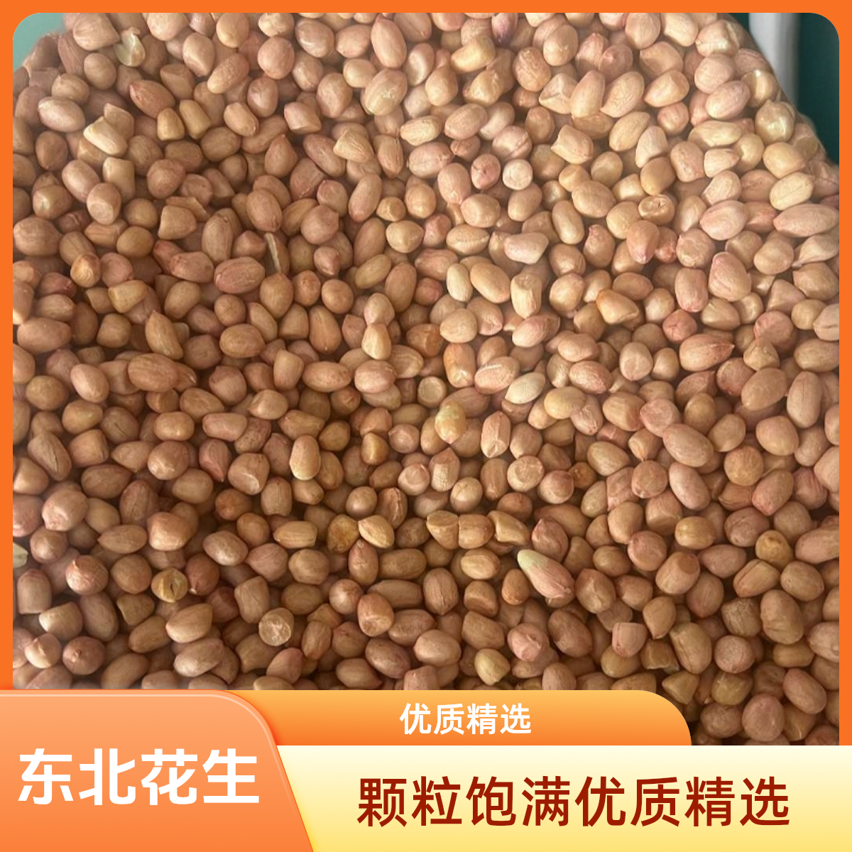 东北308小白沙优质精选花生米，个头大，无霉变，无破碎