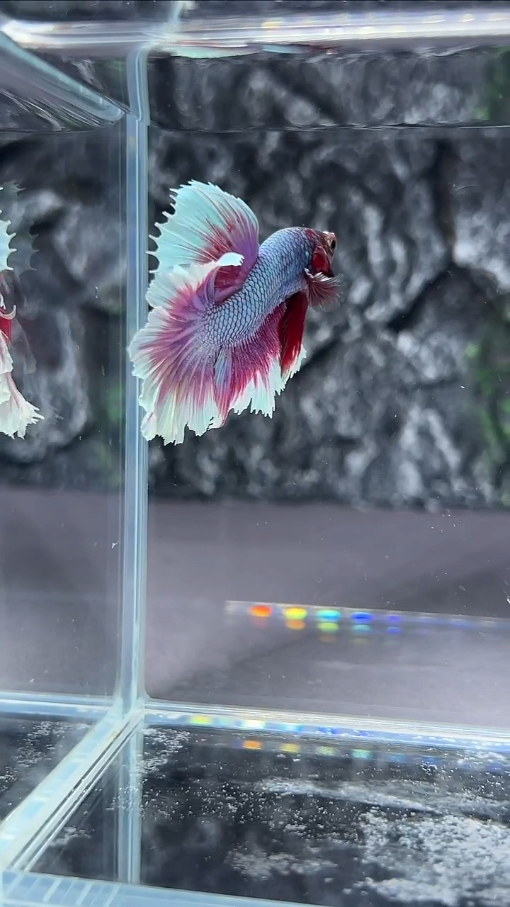 斗鱼竞拍链接A101