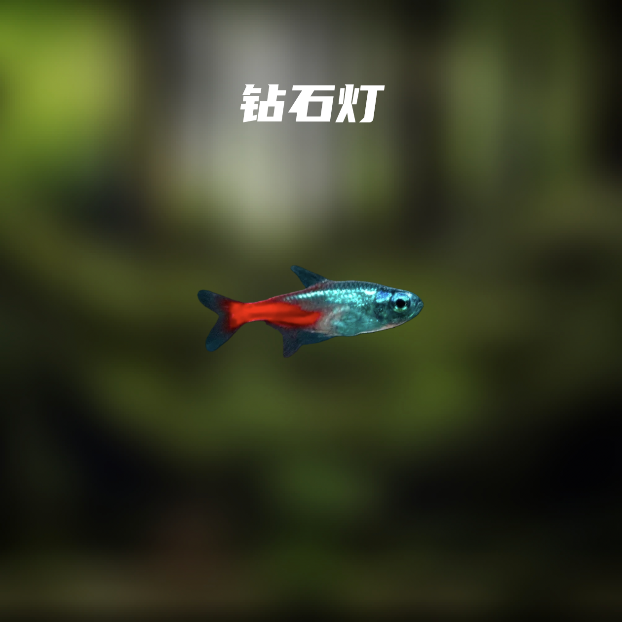 鱼漪水族 钻石灯鱼