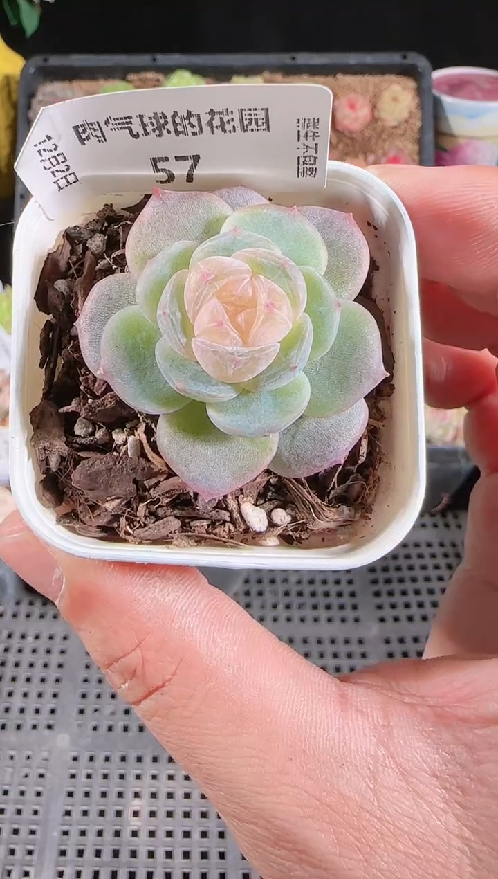 1202-57芳辰多肉群生不包整