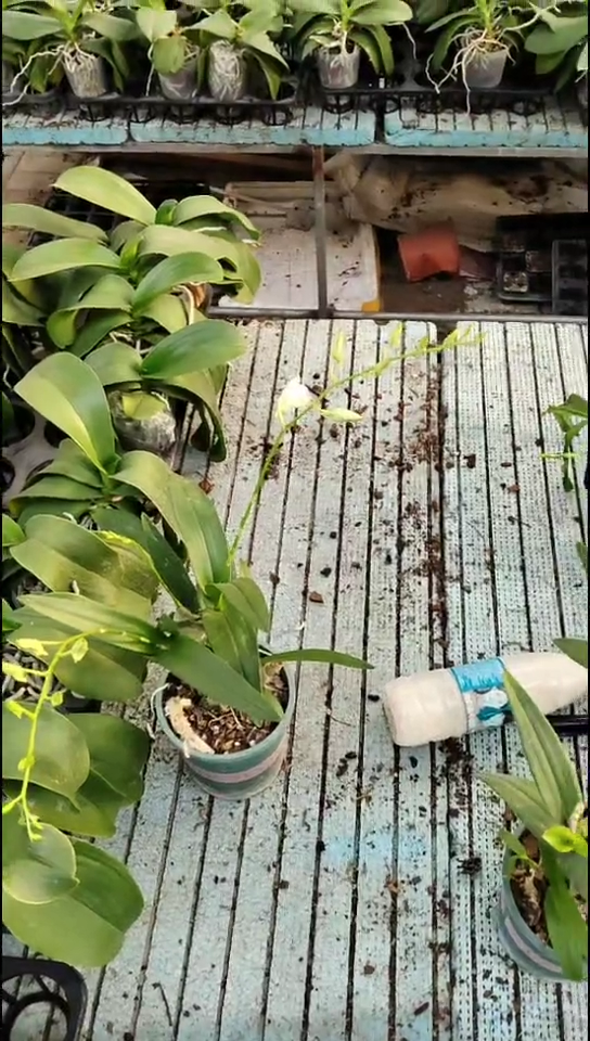 完全开放泼墨 石斛兰 店长优选