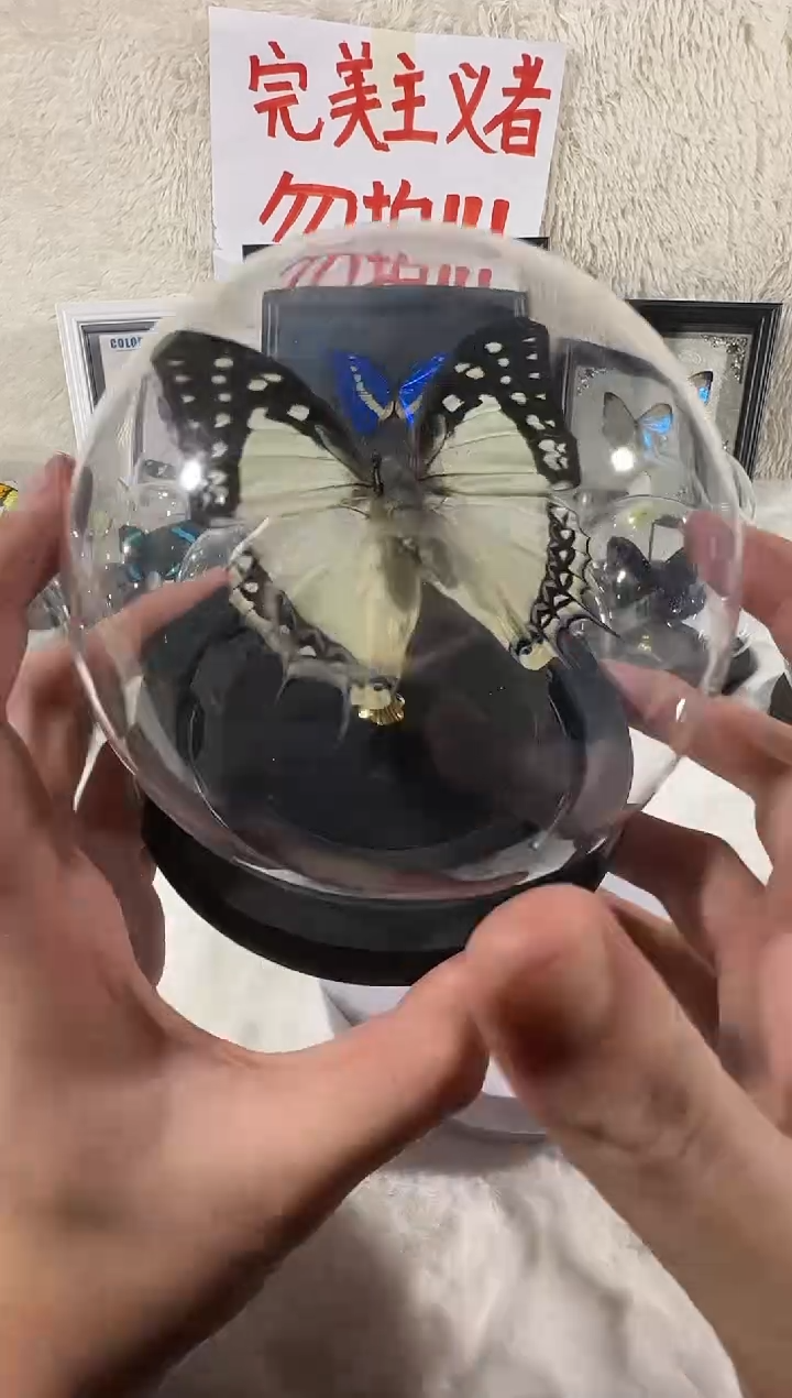 二尾蛱蝶水晶球   