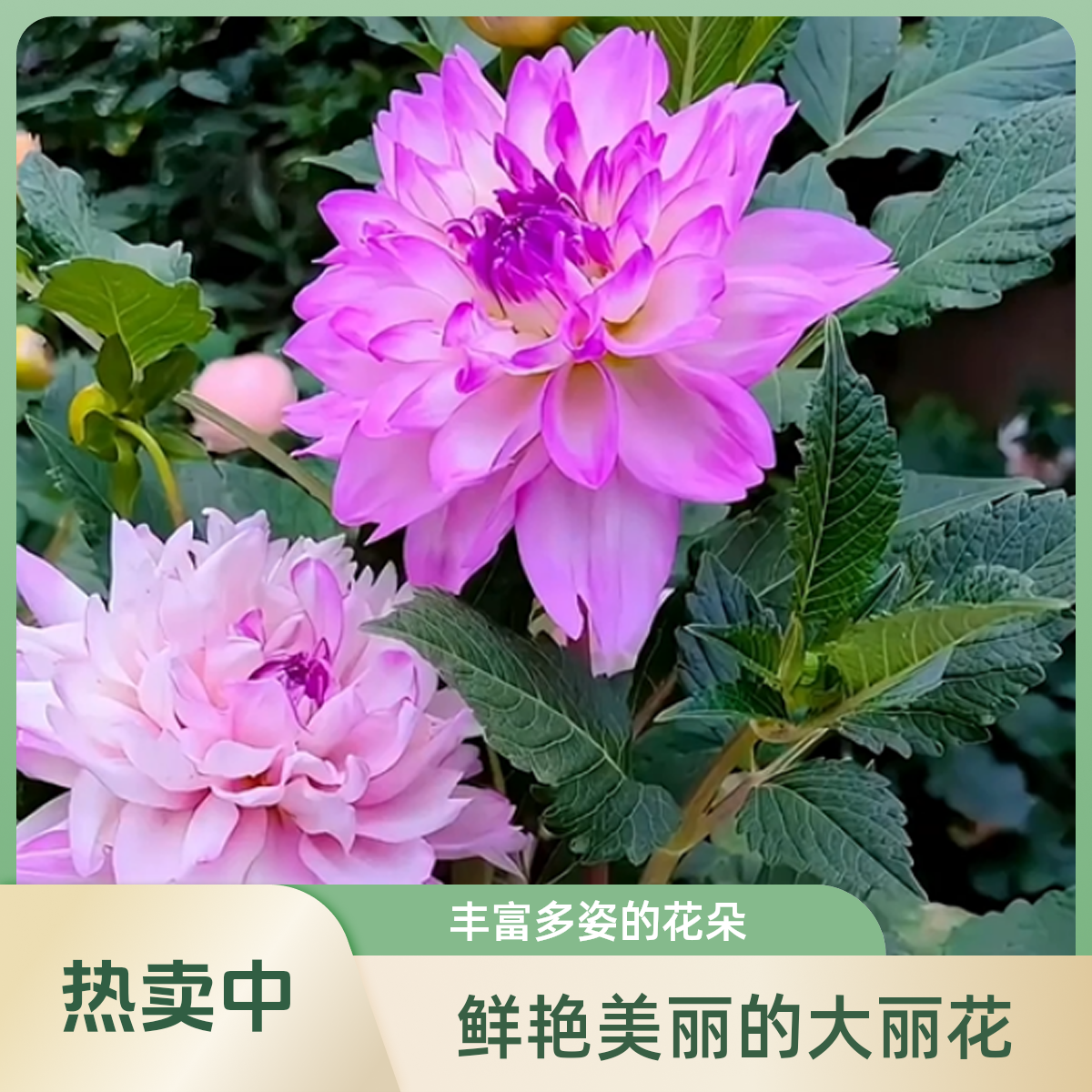 重瓣大丽花种球根地瓜花庭院阳台盆栽地栽多年生耐寒耐热花卉植物