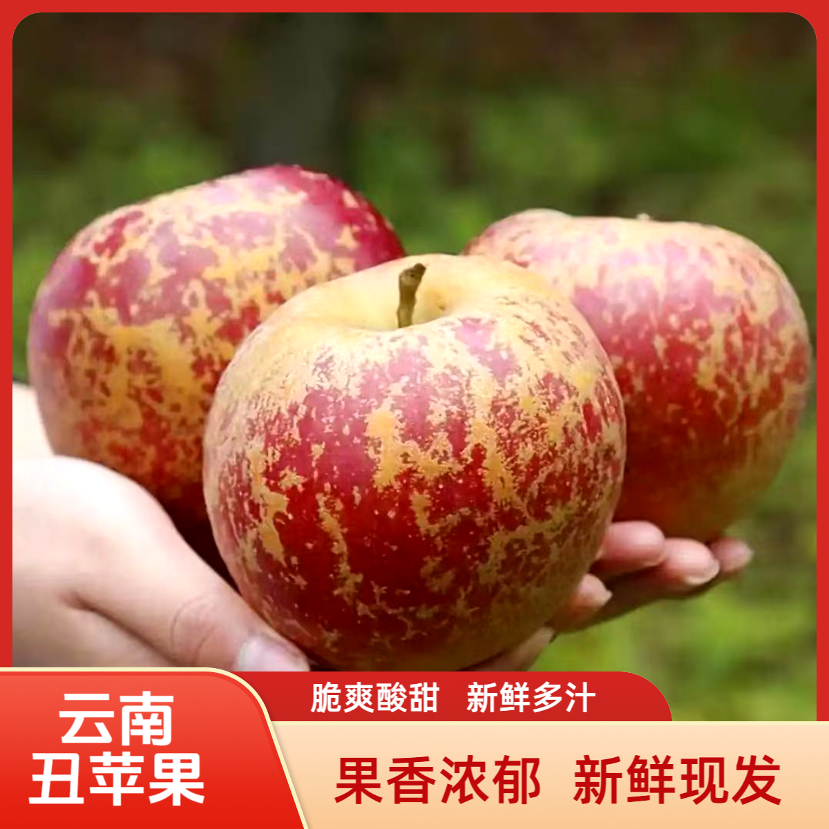 云南高原丑苹果冰糖心早熟富士红将军酸甜多汁脆甜现摘新鲜水果