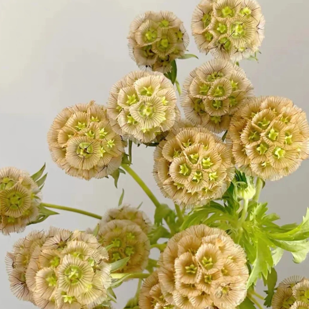 [风车果]氛围感花材 可做干花 现采现发 顺丰包邮