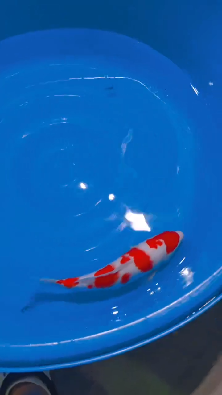 锦鲤血统红白锦鲤一条