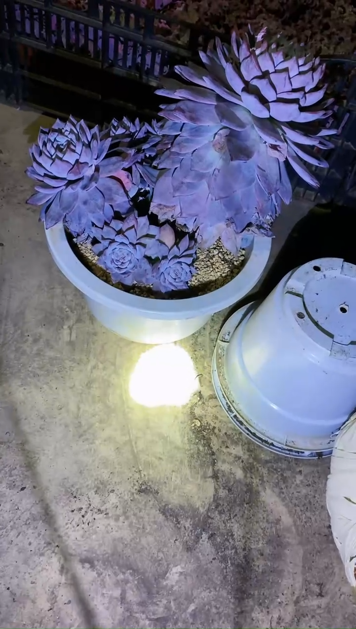 250杯超大粉蓝鸟￥19.8