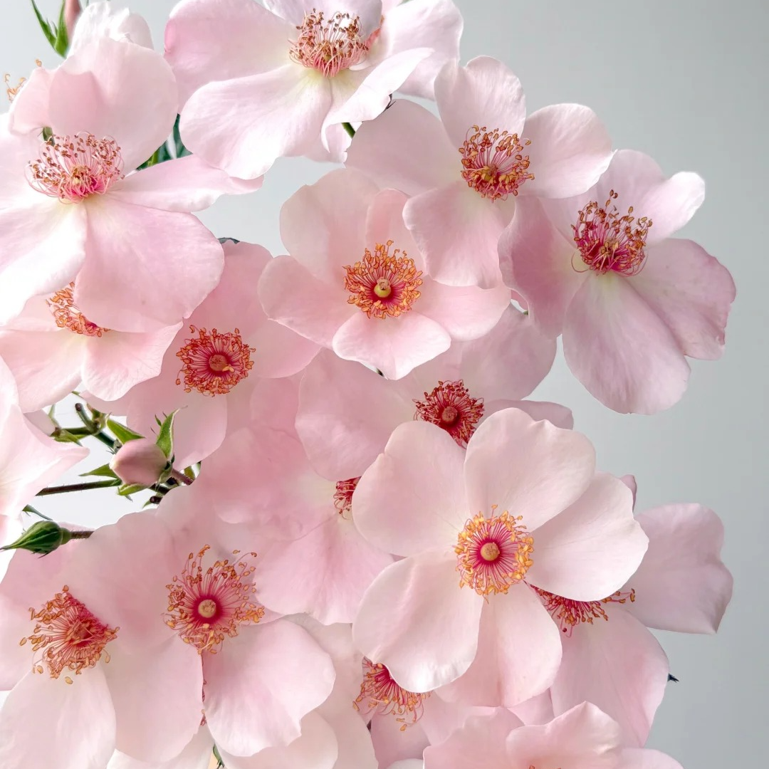 黑哥的植物德国ADR认证漂亮甜浓香灌木月季多季节重复开花