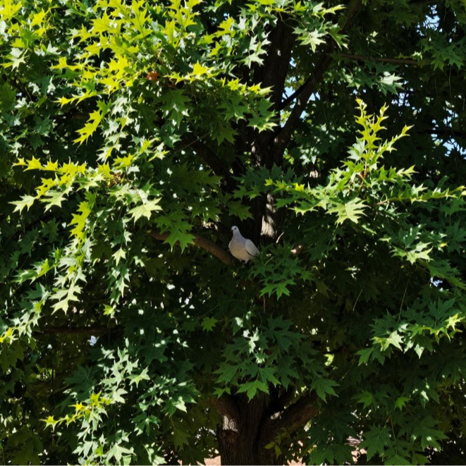 多观品种发货适合 以直播间为准