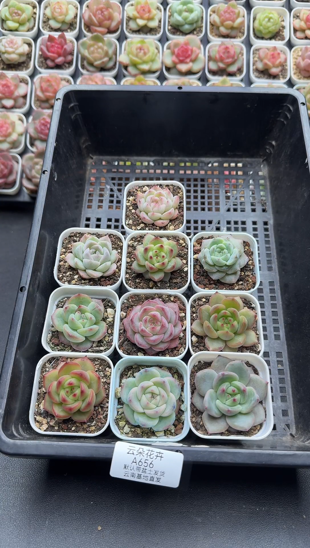 珍妮杂交多肉A656