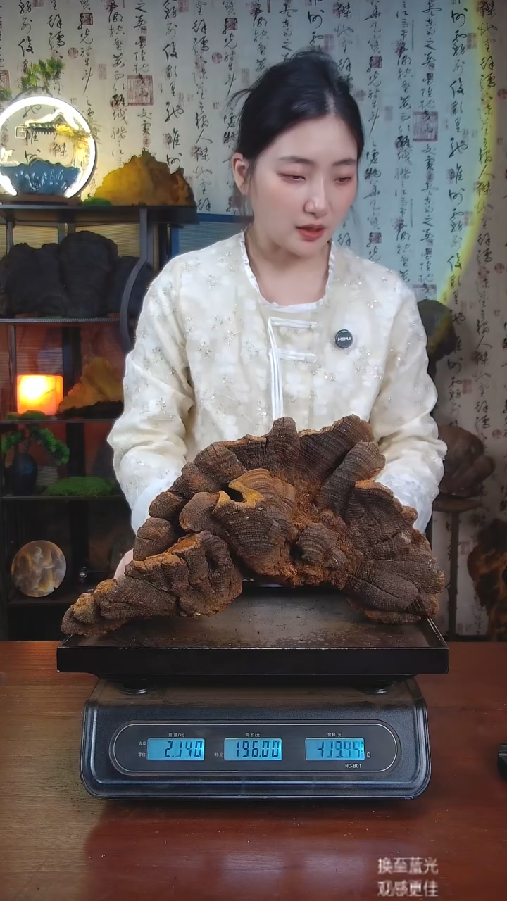 松针层孔菌中国大陆【藏区 野生】松树桑黄（3.98斤）40-50年份