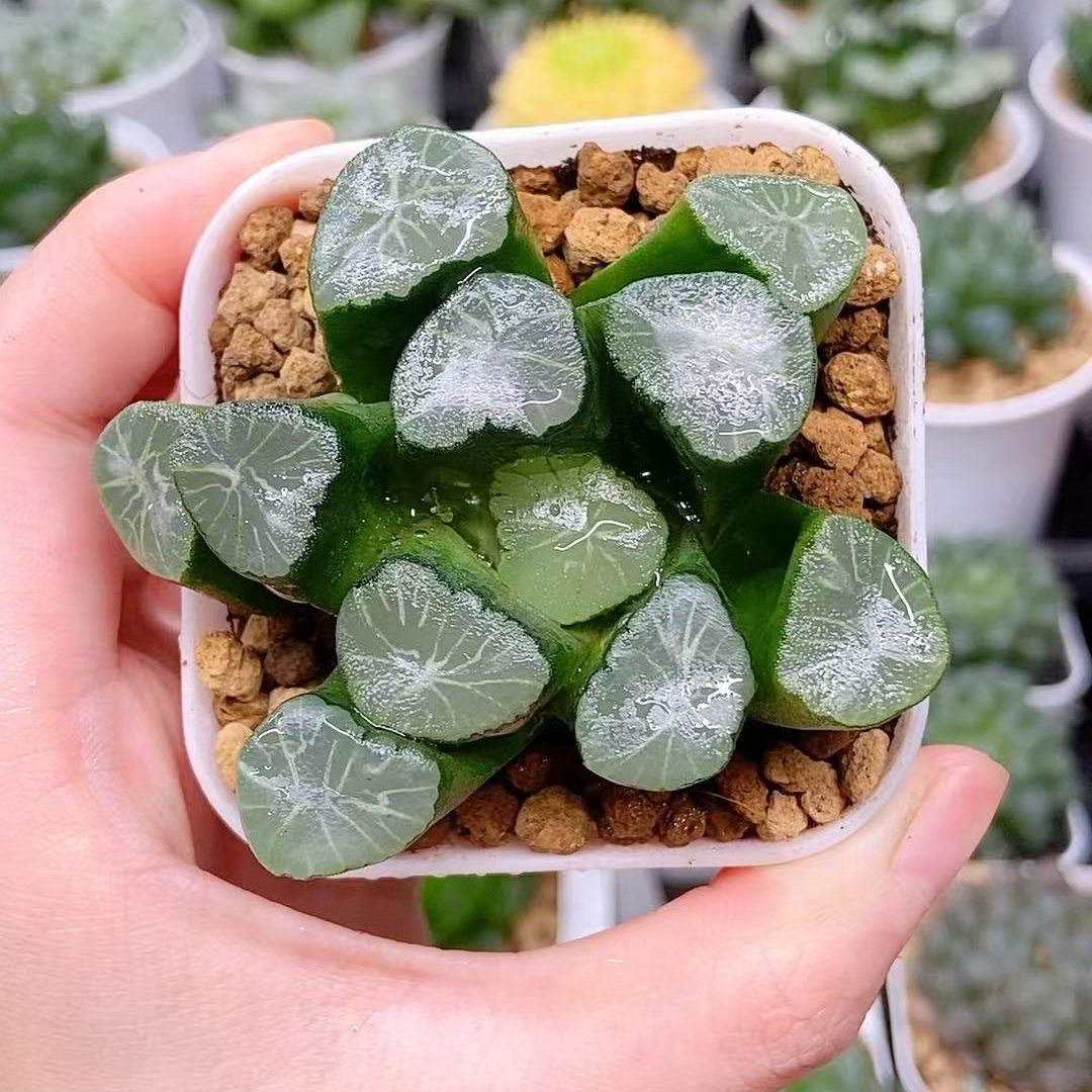 雪花万象【满18包邮】 基地培养盆发货