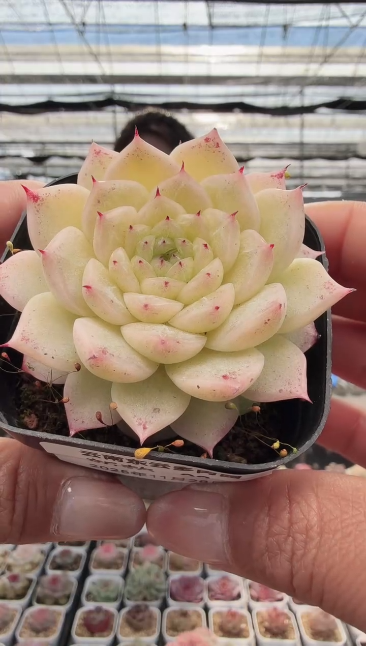 东云多肉园新款-03