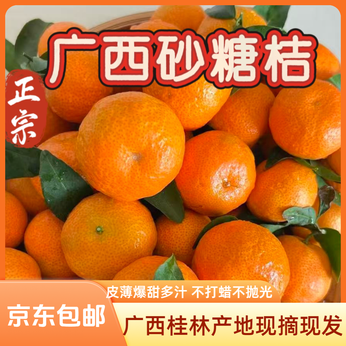 正宗广西沙糖橘新鲜采摘 产地直发当季水果皮薄爆甜多汁