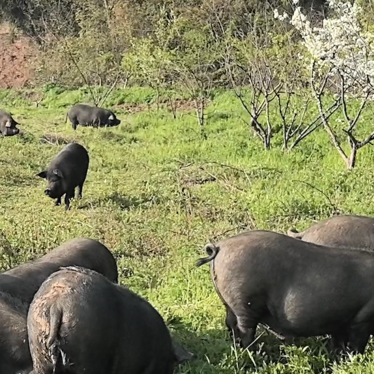 散养跑山黑土猪顺丰冷链发货
