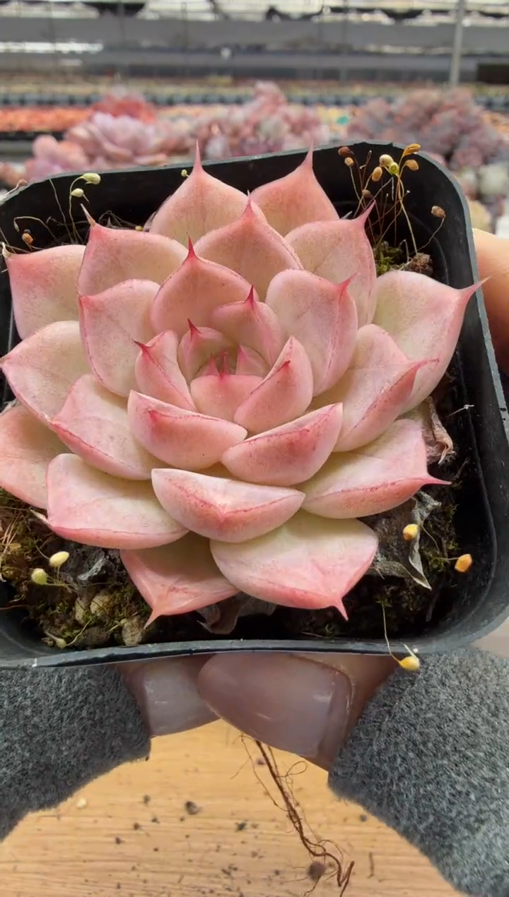 东云多肉园二店-141