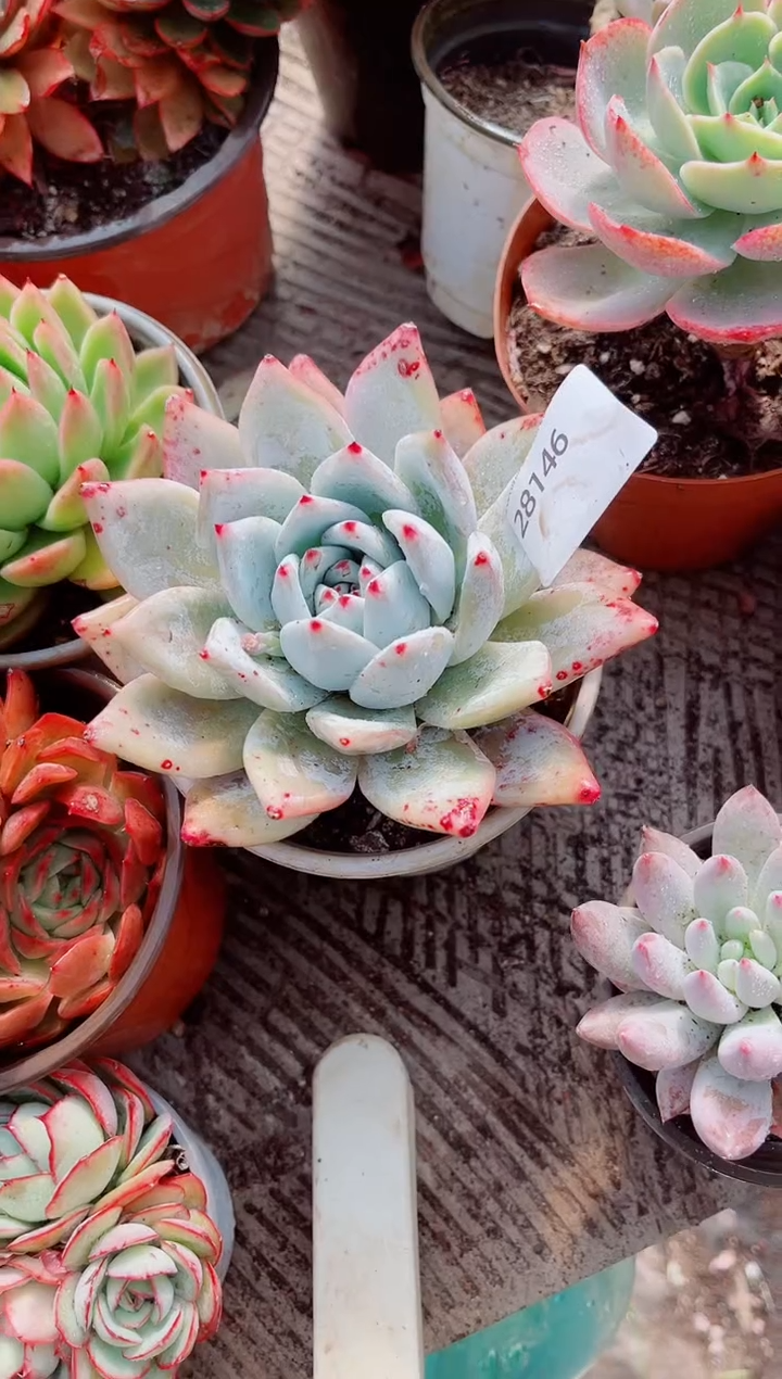 大****铁跃跃精品多肉28146