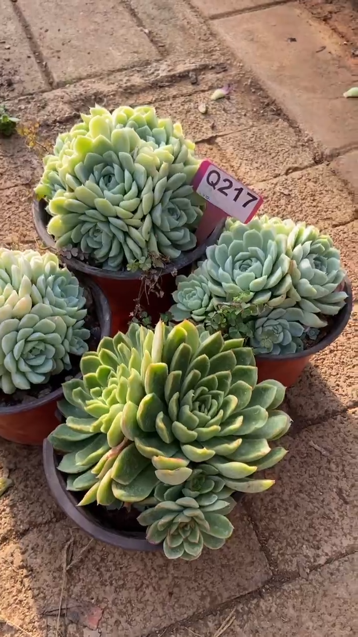 Q217多肉组合默认脱土发货
