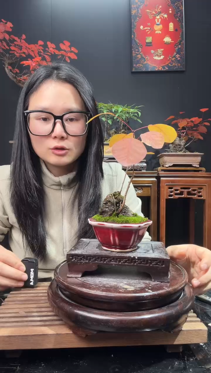 完全开放黄栌0000