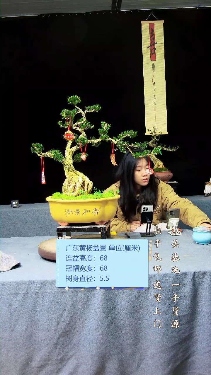 【闪购商品】黄杨盆景黄杨盆景1