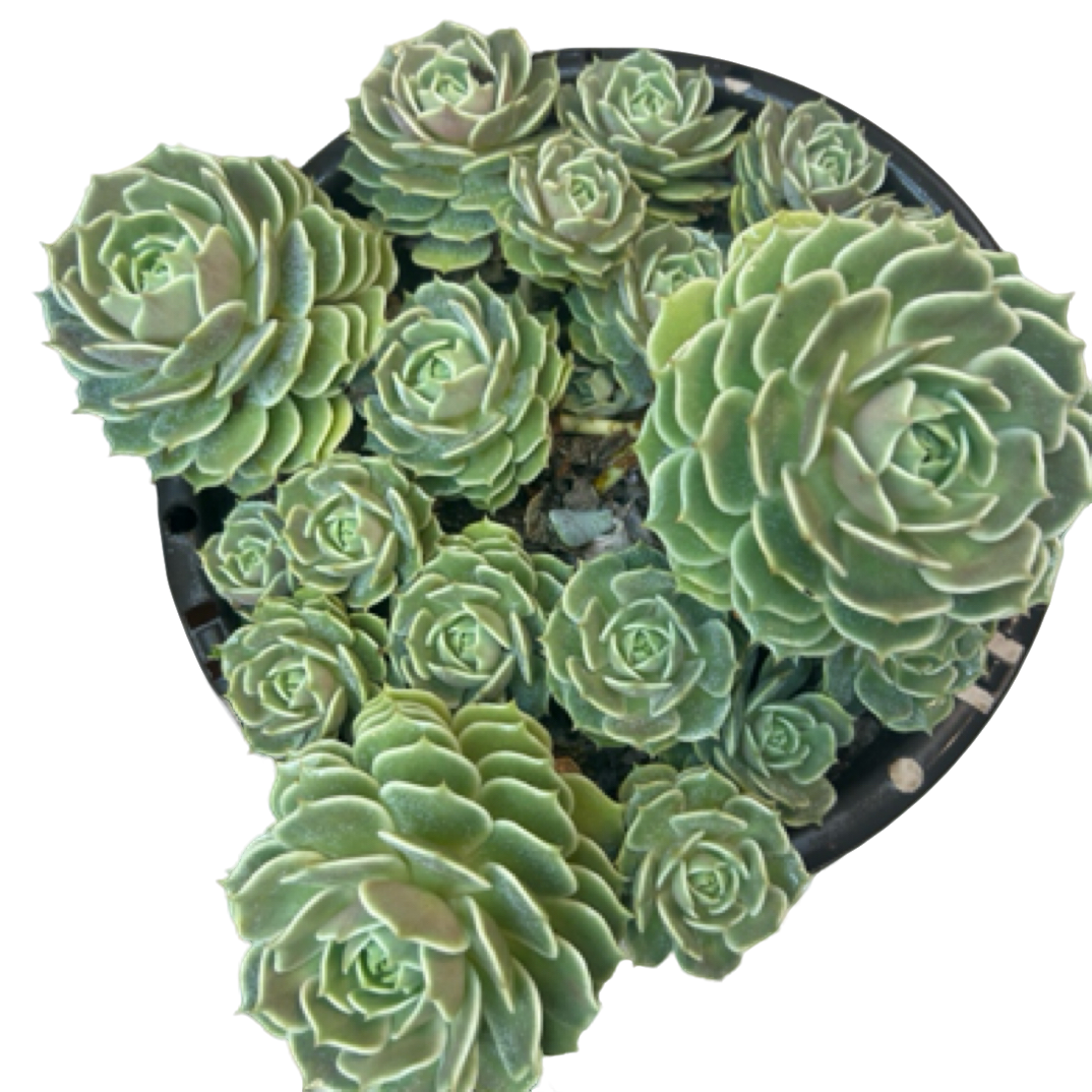 （露娜莲大群）整装老桩飘枝盆栽盆景多肉