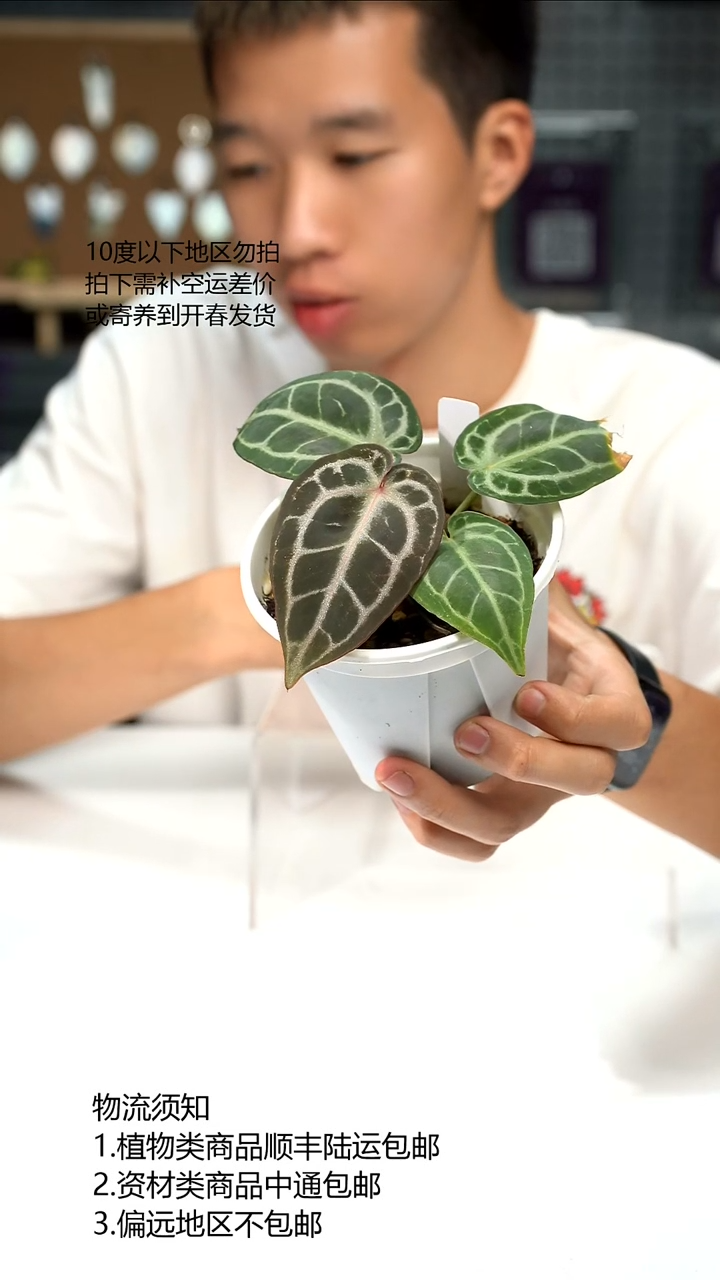 完全开放HU K红01