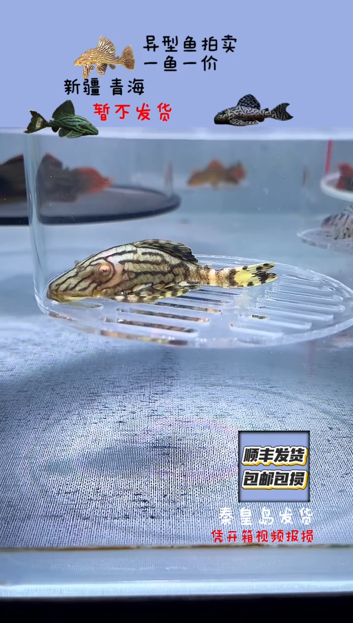 清道夫鱼7.3+不包入缸损32