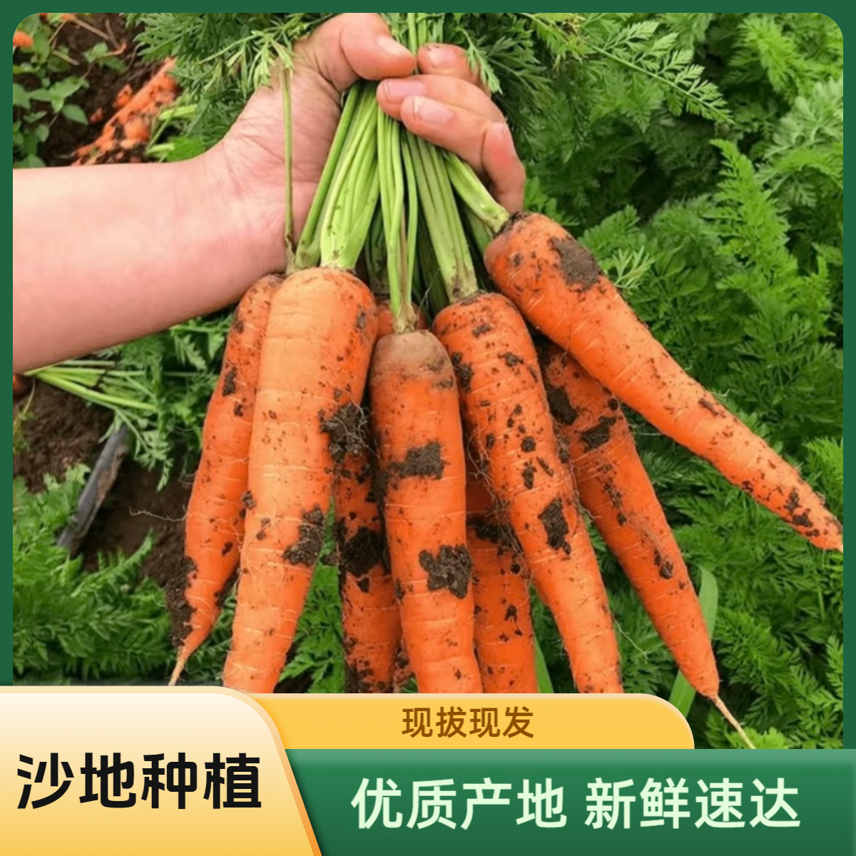 天津本地沙土地种植胡萝卜3斤 带泥胡萝卜 不水洗京东快递同城配胡萝卜