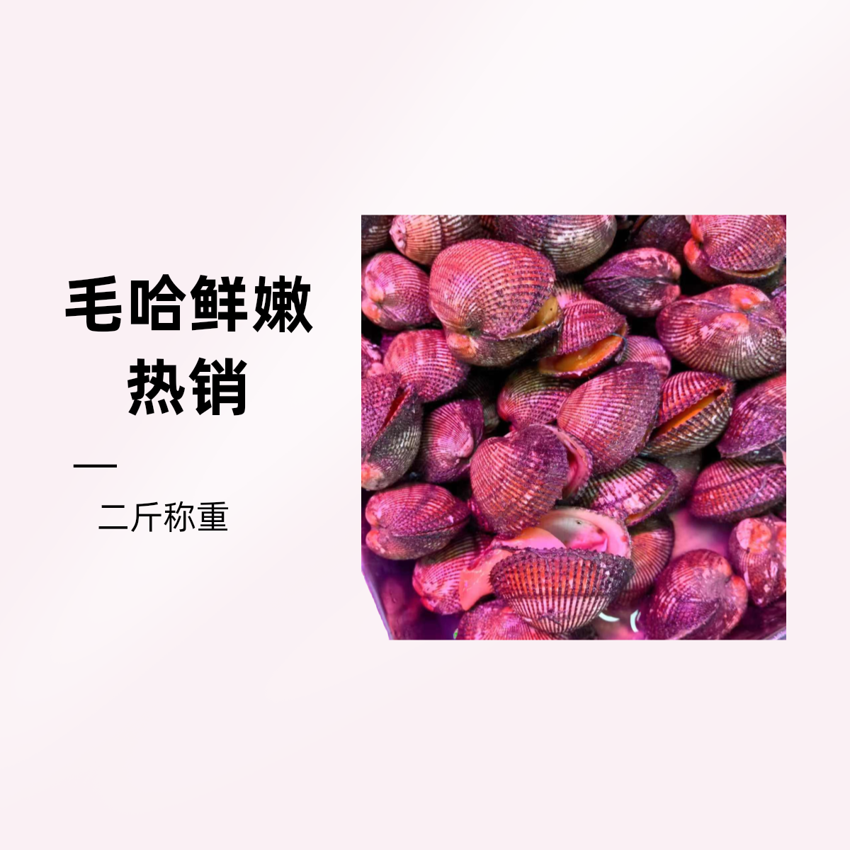 毛哈，赤贝，19.9二斤