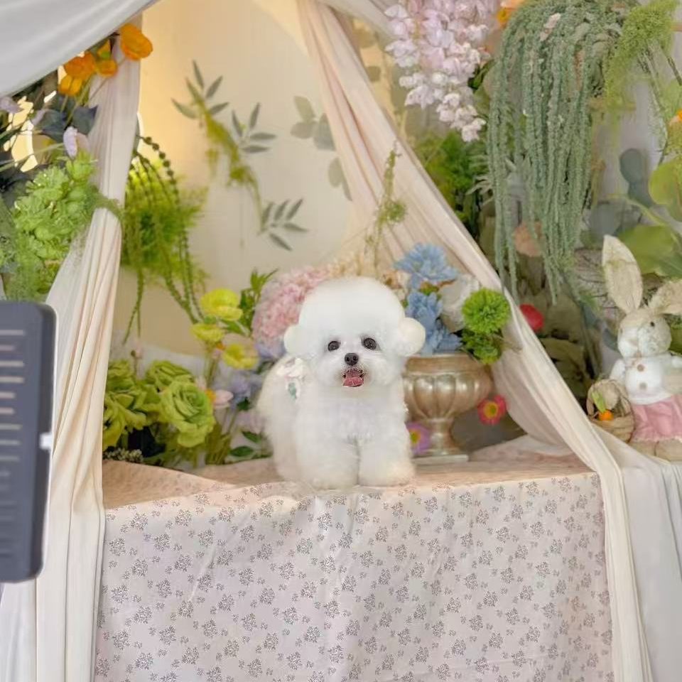 可爱萌宠比熊韩系萌系比熊小型犬