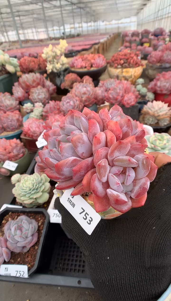 753雪天使一物一拍多肉植物