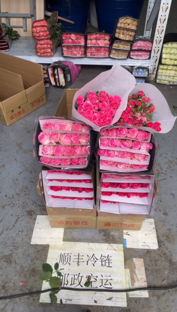 佛洛依德20枝+洛神20枝+苏菲10枝