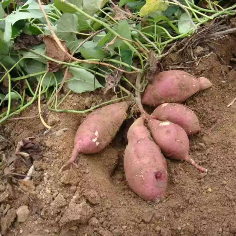 红薯  芦山自种农家红薯