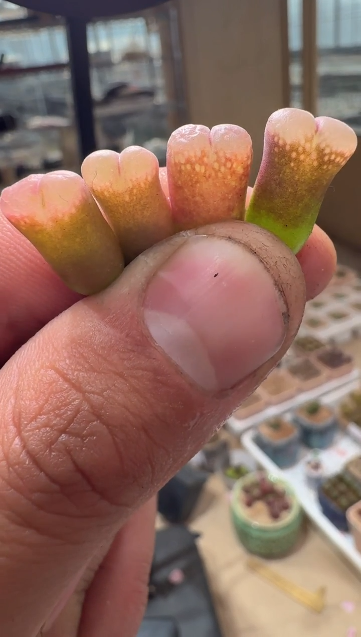 10多肉植物肉锥桃夭一颗