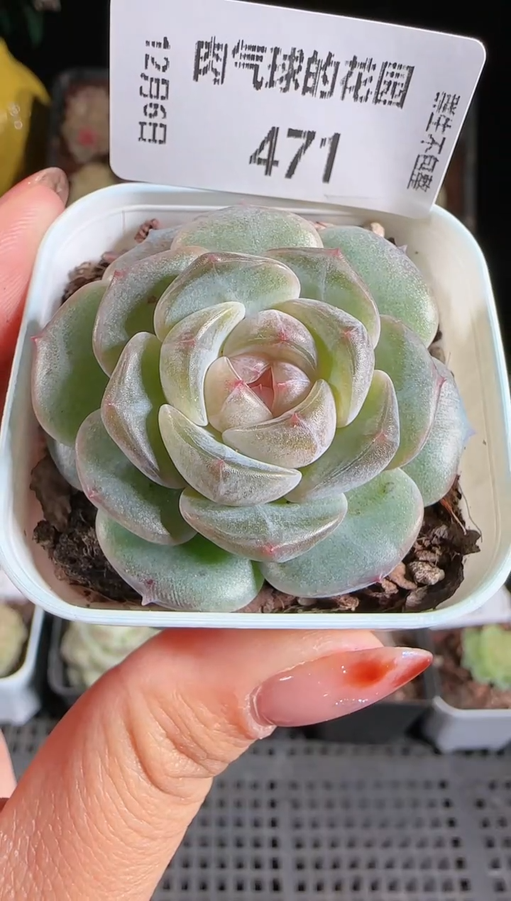 1206-471暗香多肉群生不包整