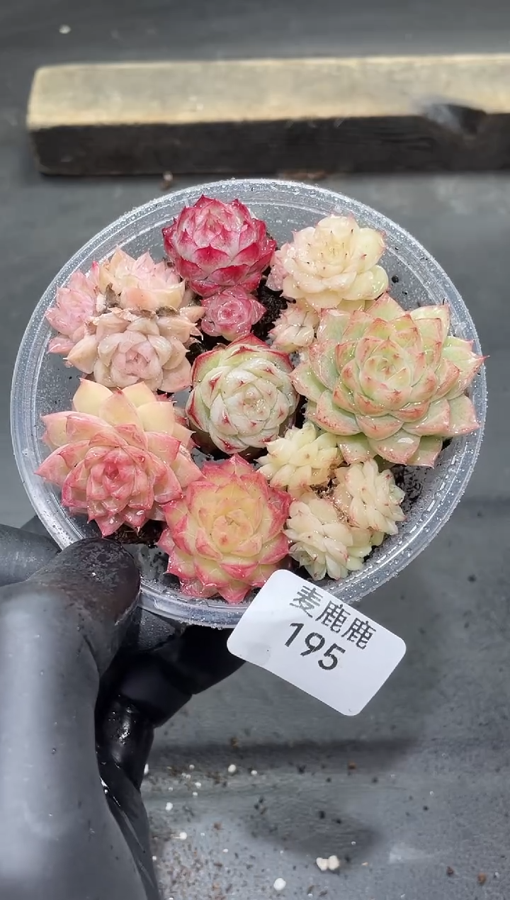195女王高定优选      量拍