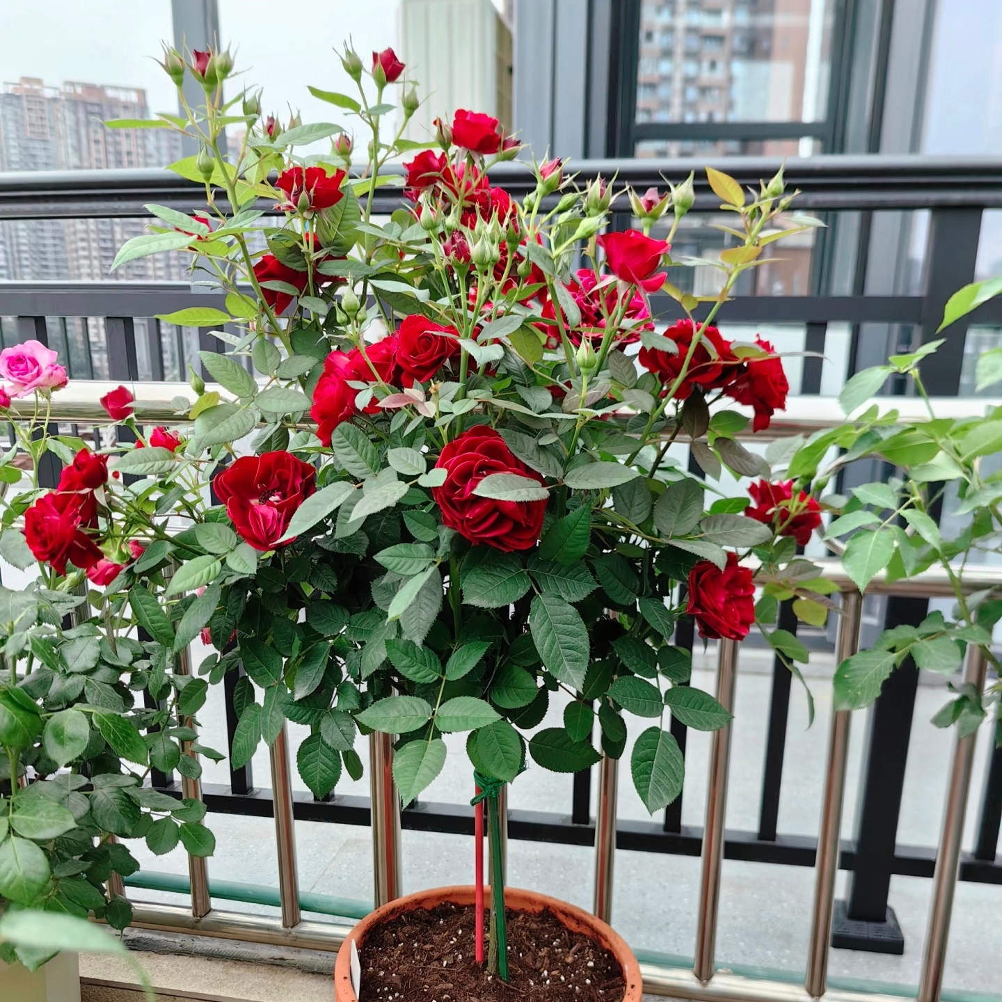 【中国红色】棒棒糖月季 四季开花勤花阳台庭院趣味养植云南基地