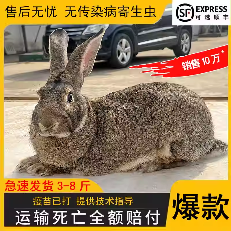 【青年种兔】比利时肉兔大型种兔繁殖快肉质好包活到家疫苗齐全