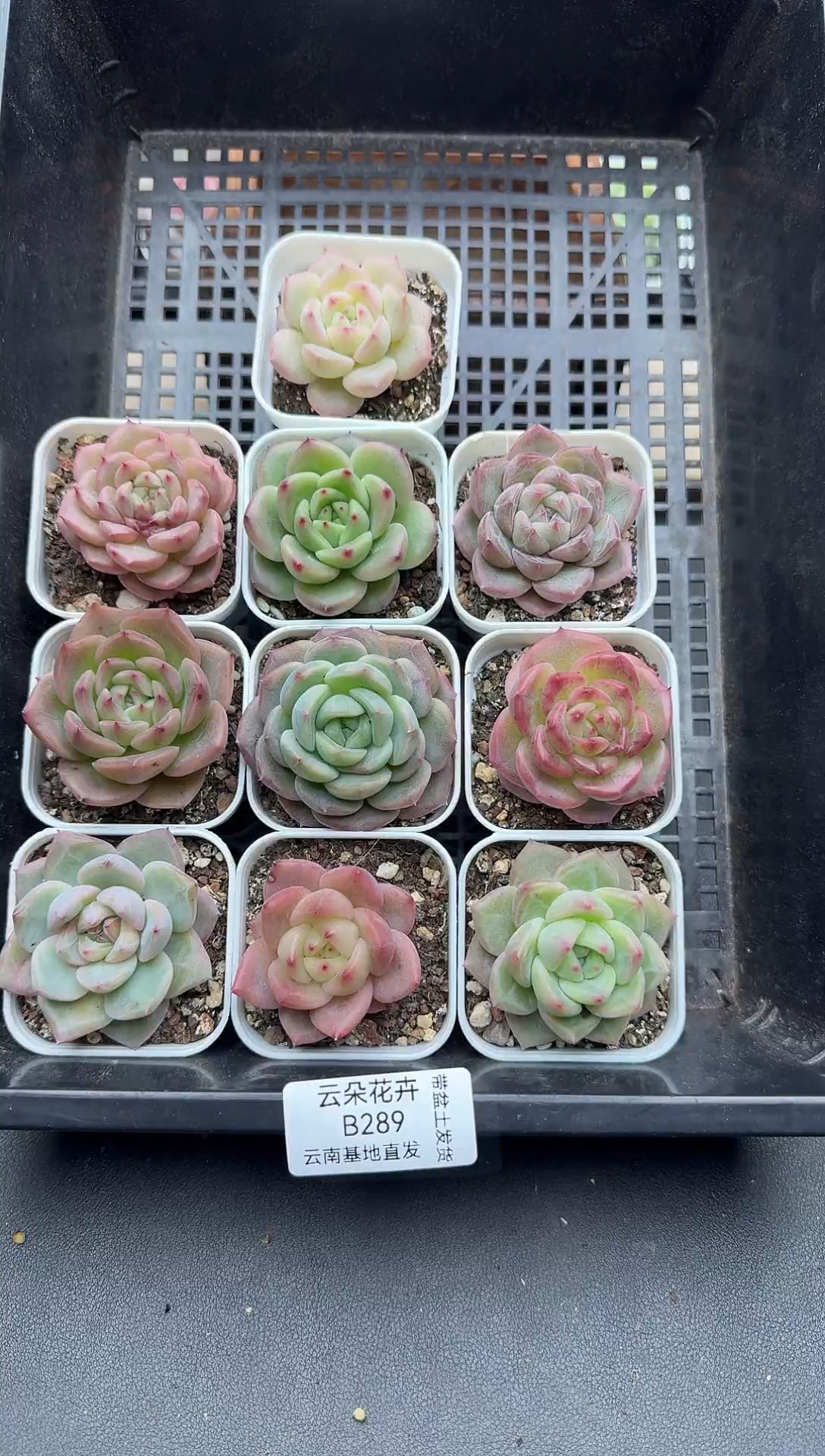 珍妮杂交多肉B299