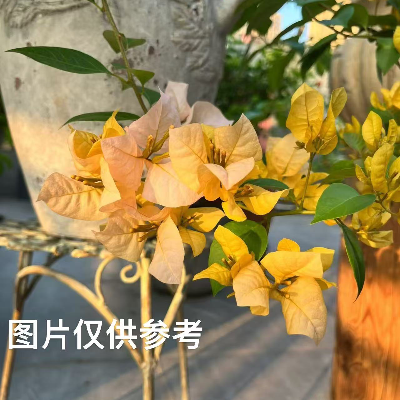 【黄女郎】【包售后一个月】【包对版】三角梅四季开花爬藤飘枝好养护