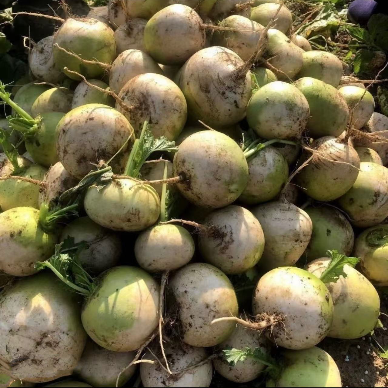 湖北广水半头青萝卜现摘先发