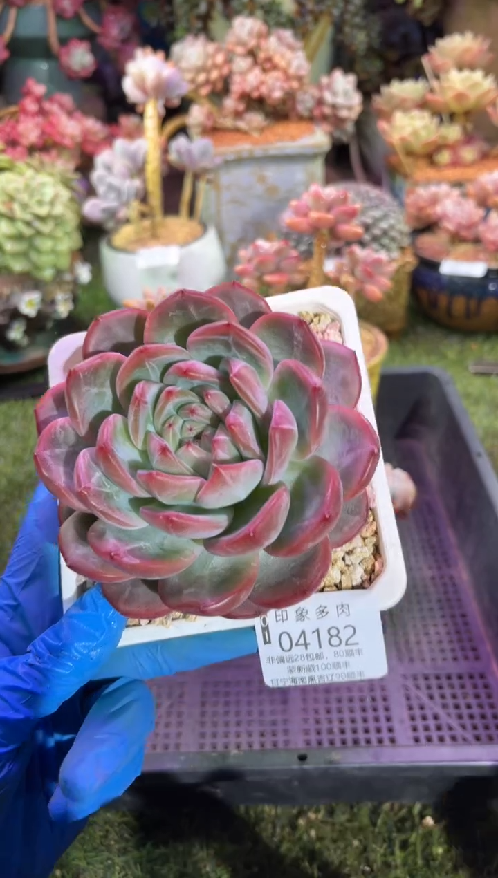 【闪购商品】04182